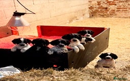 Cocker Spaniel dogs for sale: One blue roan cocker boy left - Image 1