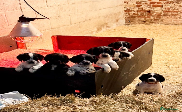 Cocker Spaniel dogs - Advert 2