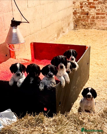 Cocker Spaniel dogs - Advert 6