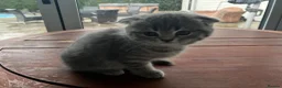 Mixed Breed cats for sale: 5 Beautiful Kittens Ready For Loving Homes - Advert 18
