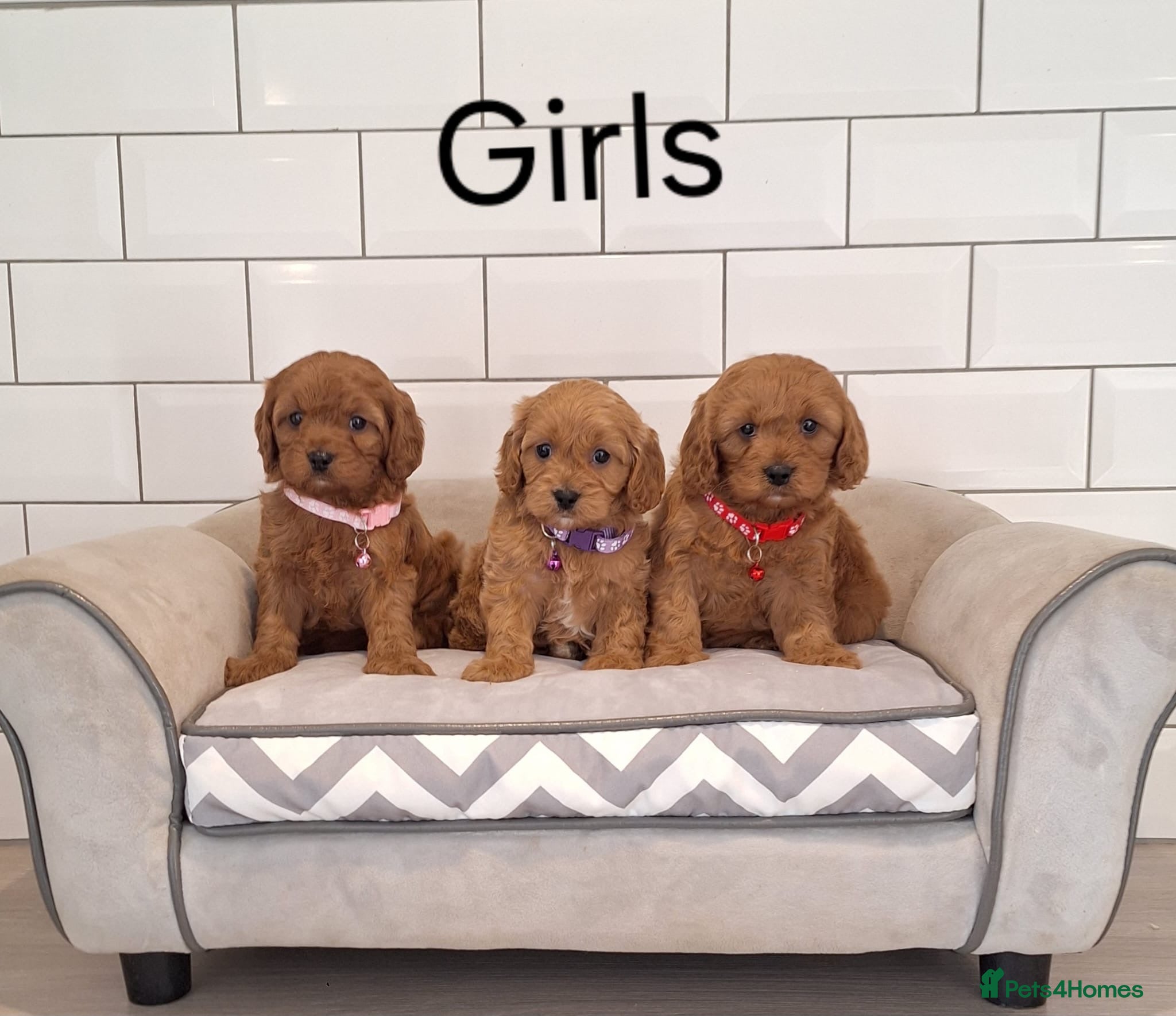 Cavapoo dogs Beautiful F1 Cavapoos  - Advert 1