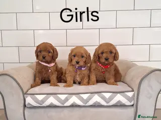 Cavapoo dogs Beautiful F1 Cavapoos - Advert 1