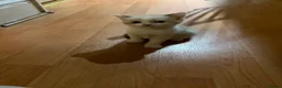 Scottish Fold cats for sale: 3 pure breed Scottish fold kittens in Thornton Heath - Advert 3