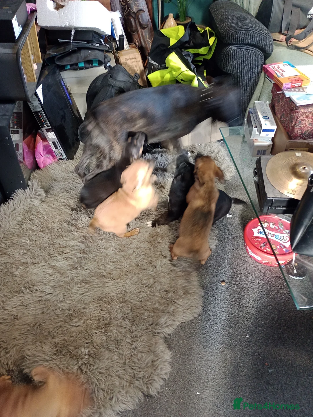 Mixed Breed dogs for sale: Staffyxjack Russell pups - Advert 9