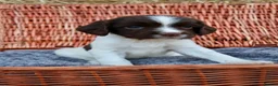 English Springer Spaniel dogs for sale: 1 boy left. Heath Tested Springer Spaniel Pups - Advert 33