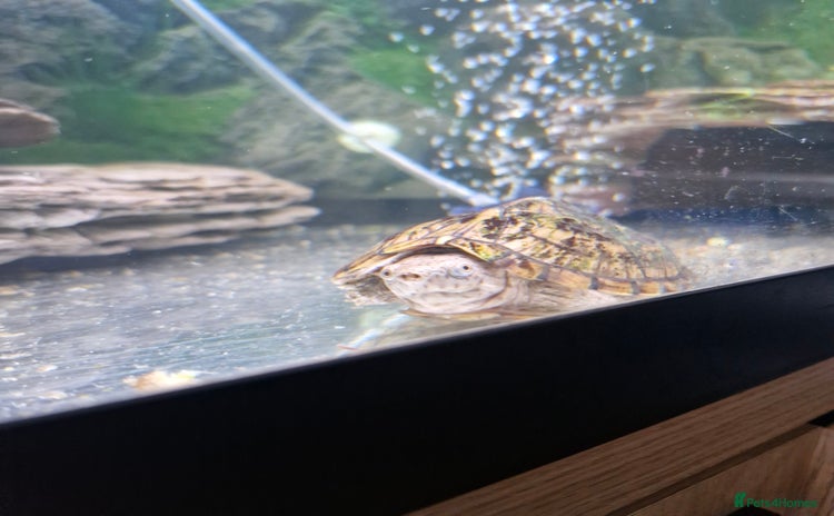 Turtle reptiles for sale - Advert 1