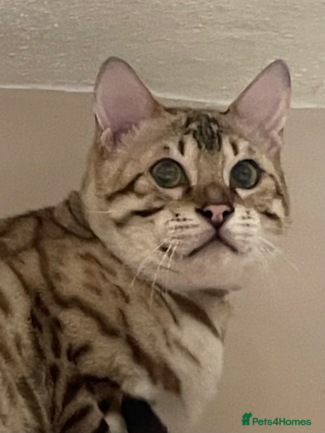 Bengal cats for sale: Outstanding pedigree Bengals - Advert 13