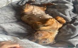 Dachshund dogs for sale: Beautiful litter of 7 dachshund puppies - Image 8