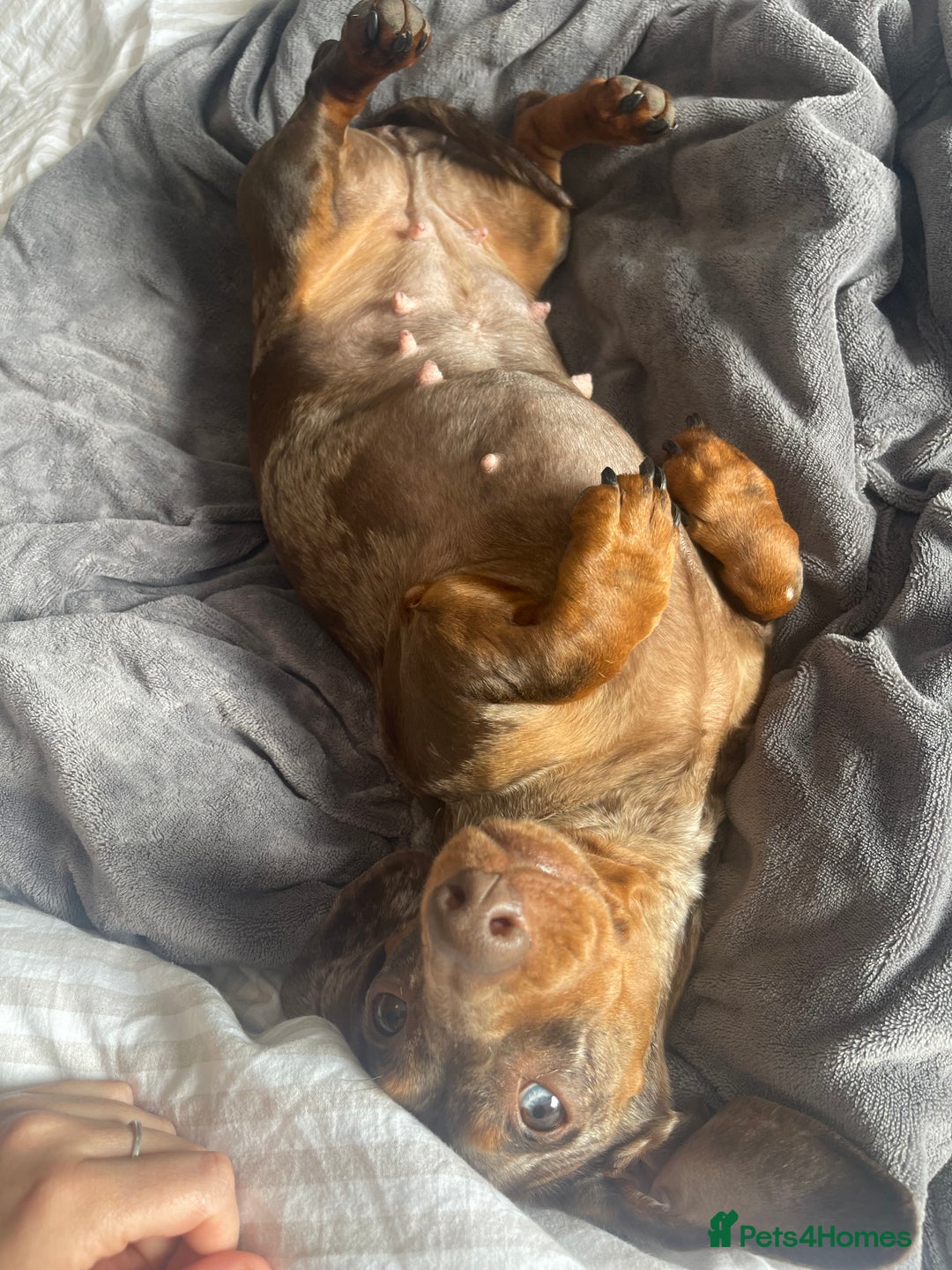 Dachshund dogs for sale: Beautiful litter of 7 dachshund puppies - Image 8