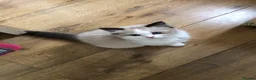 Ragdoll cats for sale: Beautiful Ragdoll kittens  - Advert 18