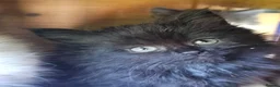 Persian cats for sale: Lovley half perian  - Advert 16