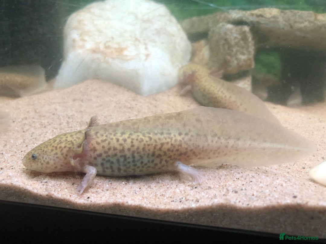 Axolotl reptiles for sale: Nicely grown on baby Axolotls 5 months old - Image 3