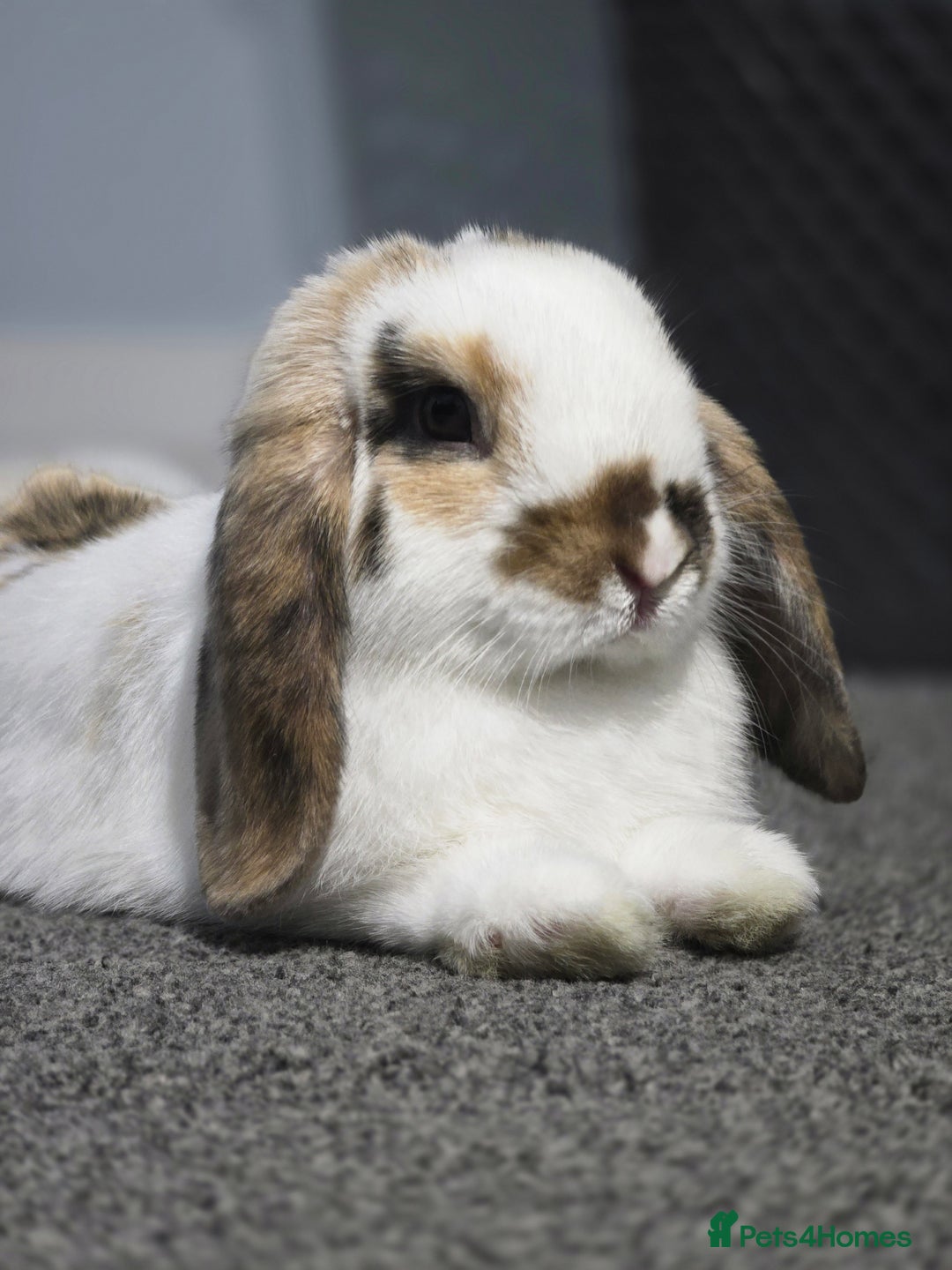 Mini Lop rabbits for sale: Mini lop for urgent sale - Advert 2