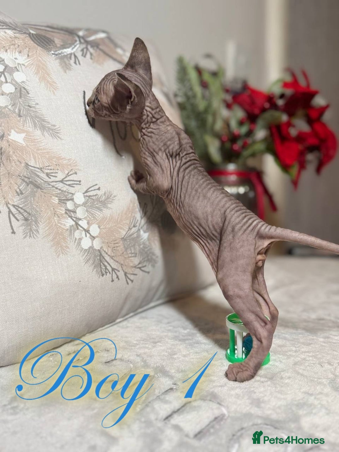 Sphynx cats for sale: Stunning Pedigree Sphynx Kittens - Advert 25