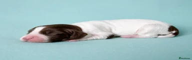 Cocker Spaniel Puppy 5