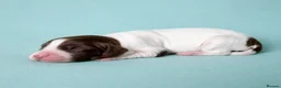 Cocker Spaniel dogs for sale: Merle and chocolate spaniel puppies  - Advert 7