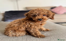 Toy Poodle dogs for sale: Looking for a Caring Home for My Toy Poodle Puppy - Image 2