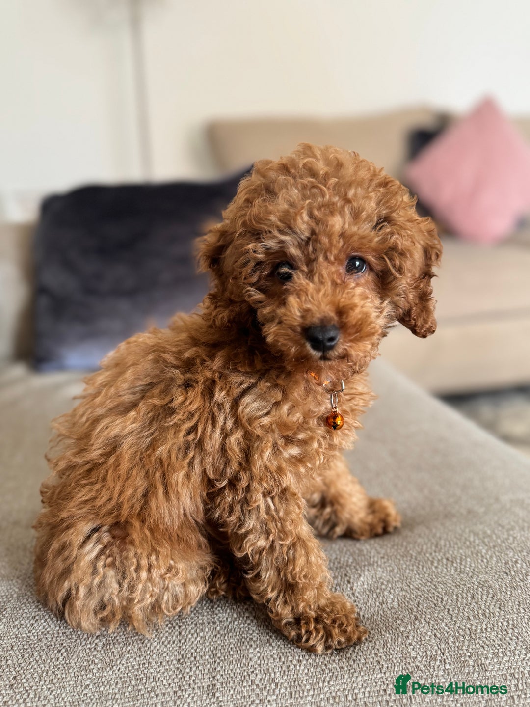 Toy Poodle dogs for sale: Looking for a Caring Home for My Toy Poodle Puppy - Image 2