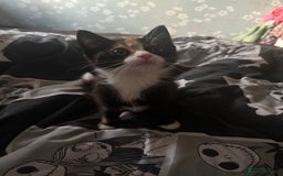 British Shorthair cats for sale: Rehoming a lovely tortie kitten - Image 3