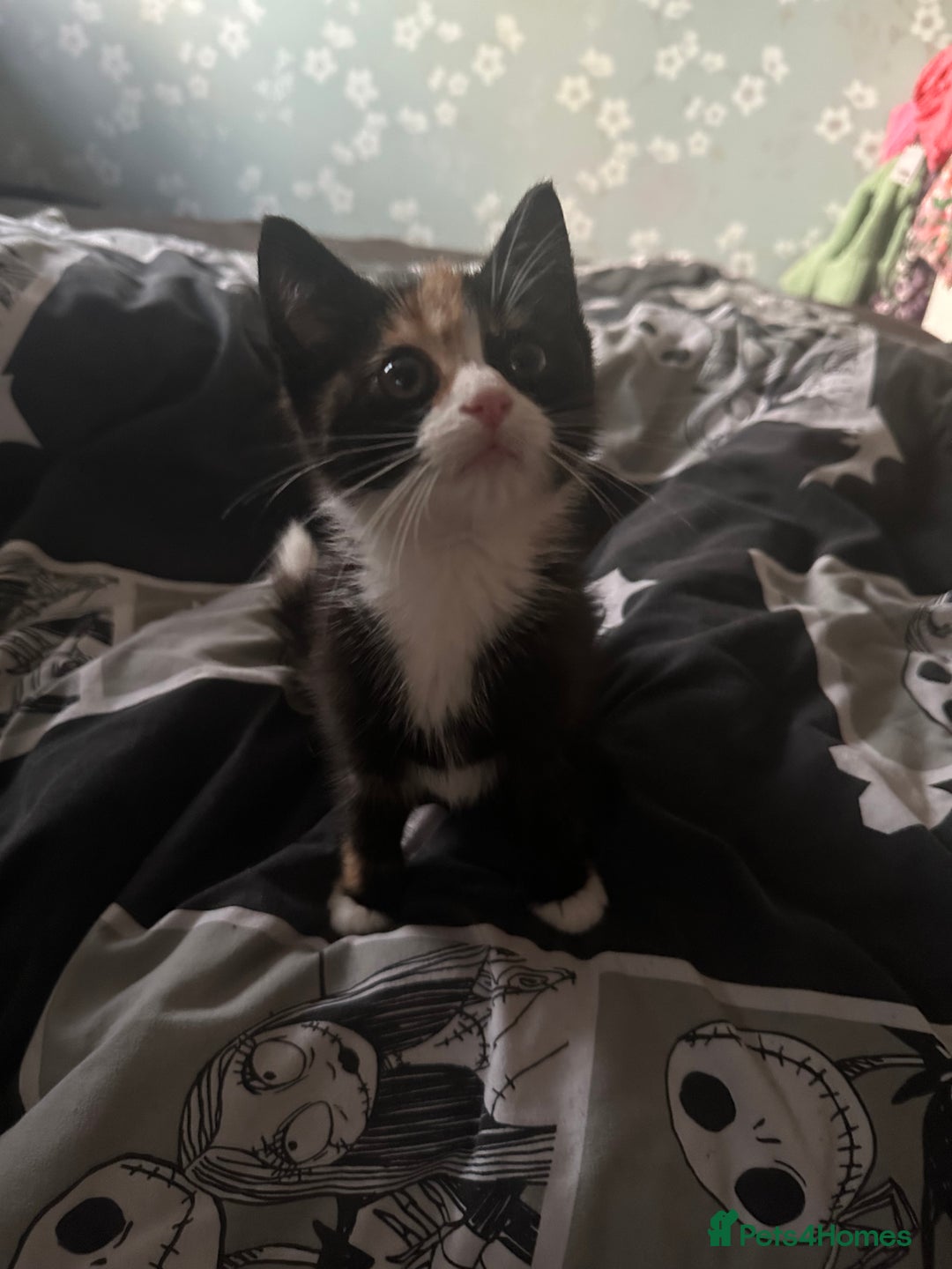 British Shorthair cats for sale: Rehoming a lovely tortie kitten - Image 3