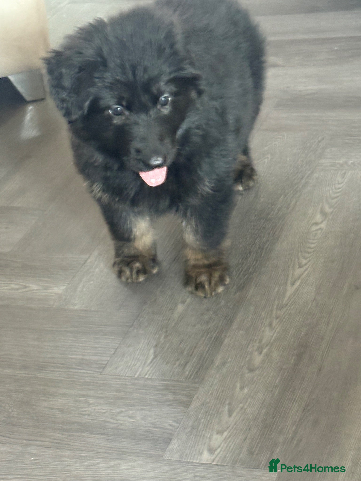 German Shepherd dogs German shepherd straight back puppies - Advert 1
