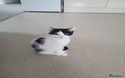 Minskin cats for sale: Two female kittens  - Image 5