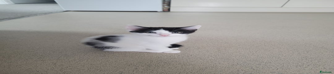 Minskin Kitten 1