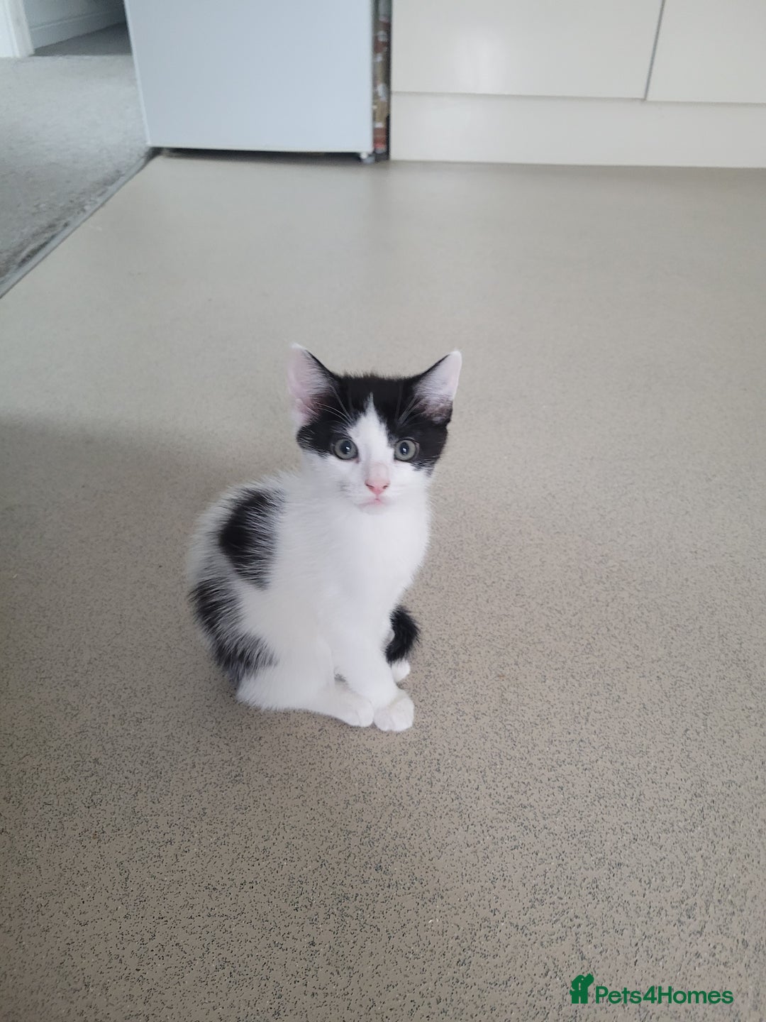Minskin cats for sale: Two female kittens  - Image 5
