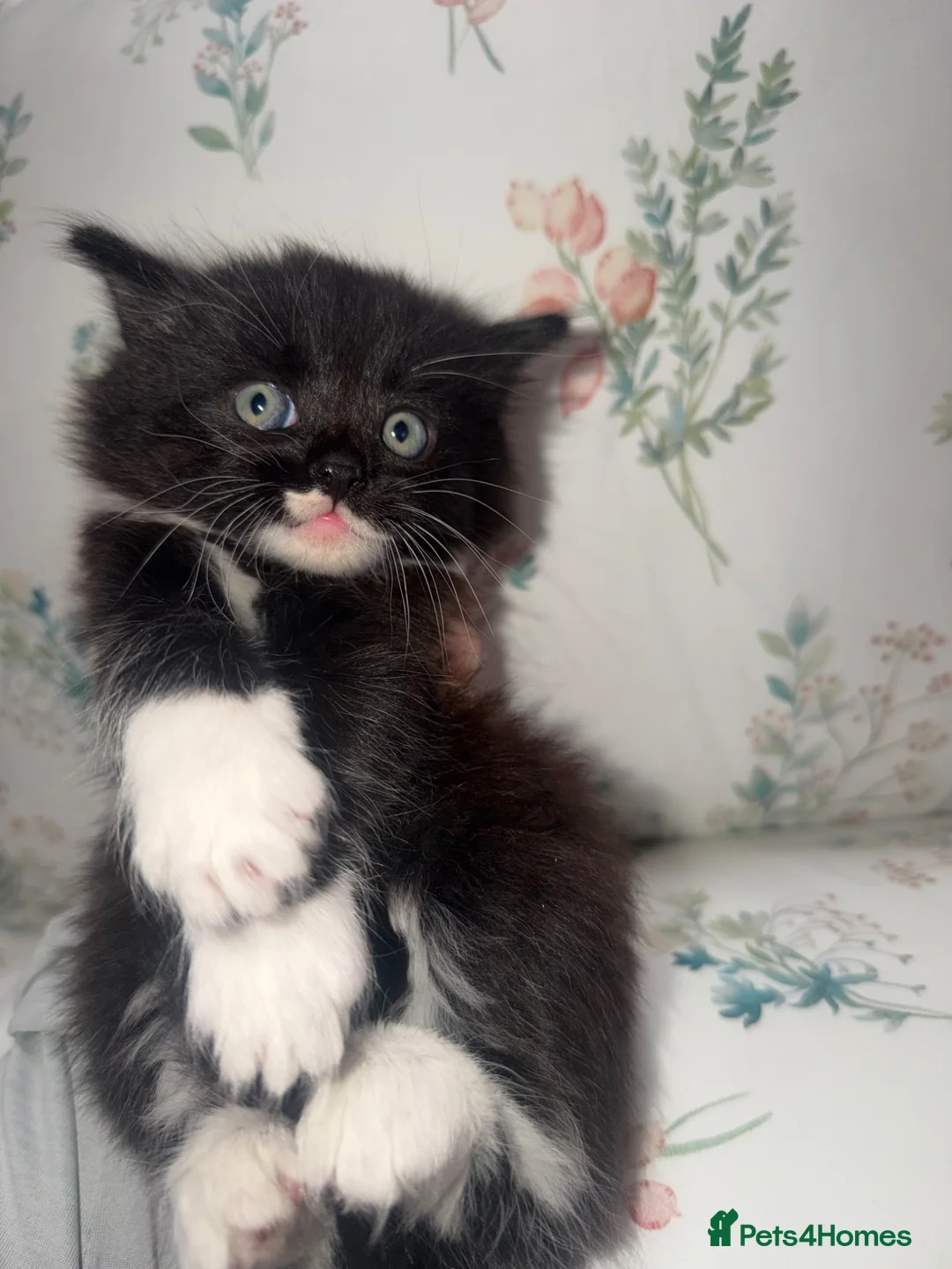 Mixed Breed cats for sale: Kittens for sale  - Advert 1