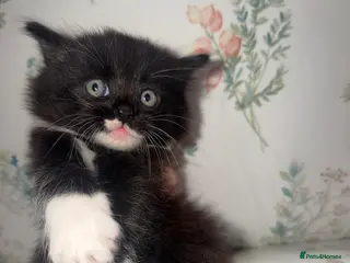 Mixed Breed cats Kittens for sale - Advert 2