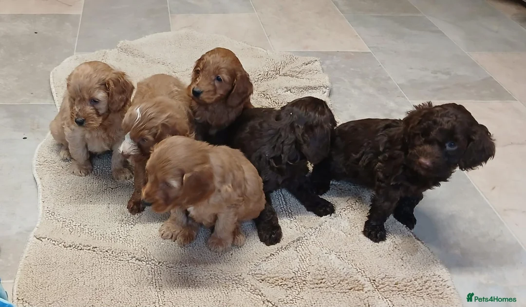 Cockapoo dogs for sale: Cockapoo puppies  in Lowestoft - Advert 4