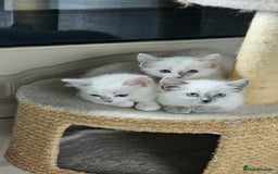 Ragdoll cats for sale: GCCF Pedigree Ragdolls Champion daddy - Image 7