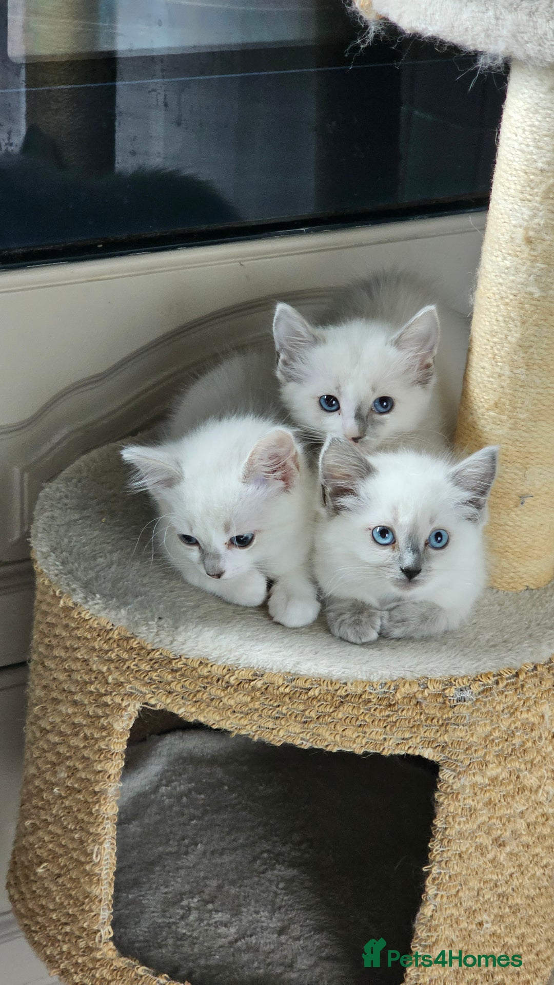 Ragdoll cats for sale: GCCF Pedigree Ragdolls Champion daddy - Image 7