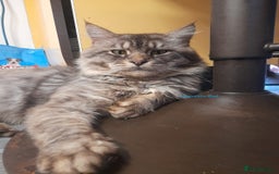 Maine Coon cats for sale: Adorable Kitten Looking for a Forever Home! 🏡 - Image 8