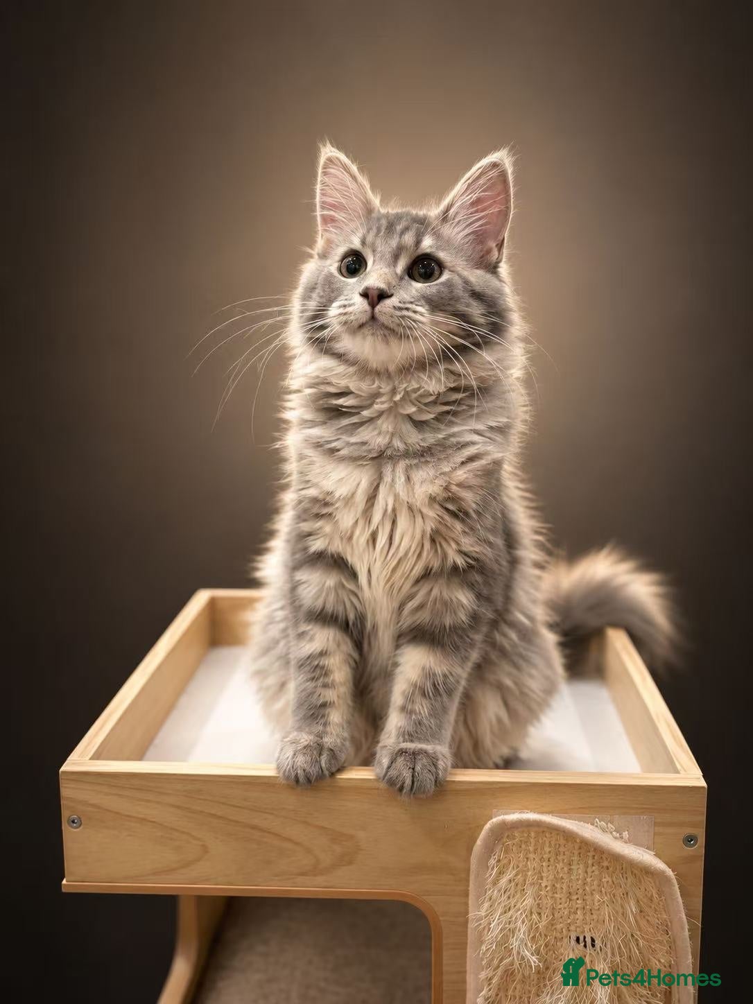 Maine Coon cats Maine coon girl finding forever home - Advert 3