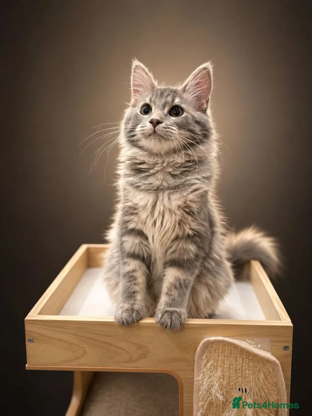 Maine Coon cats for sale: Maine coon girl finding forever home - Advert 1