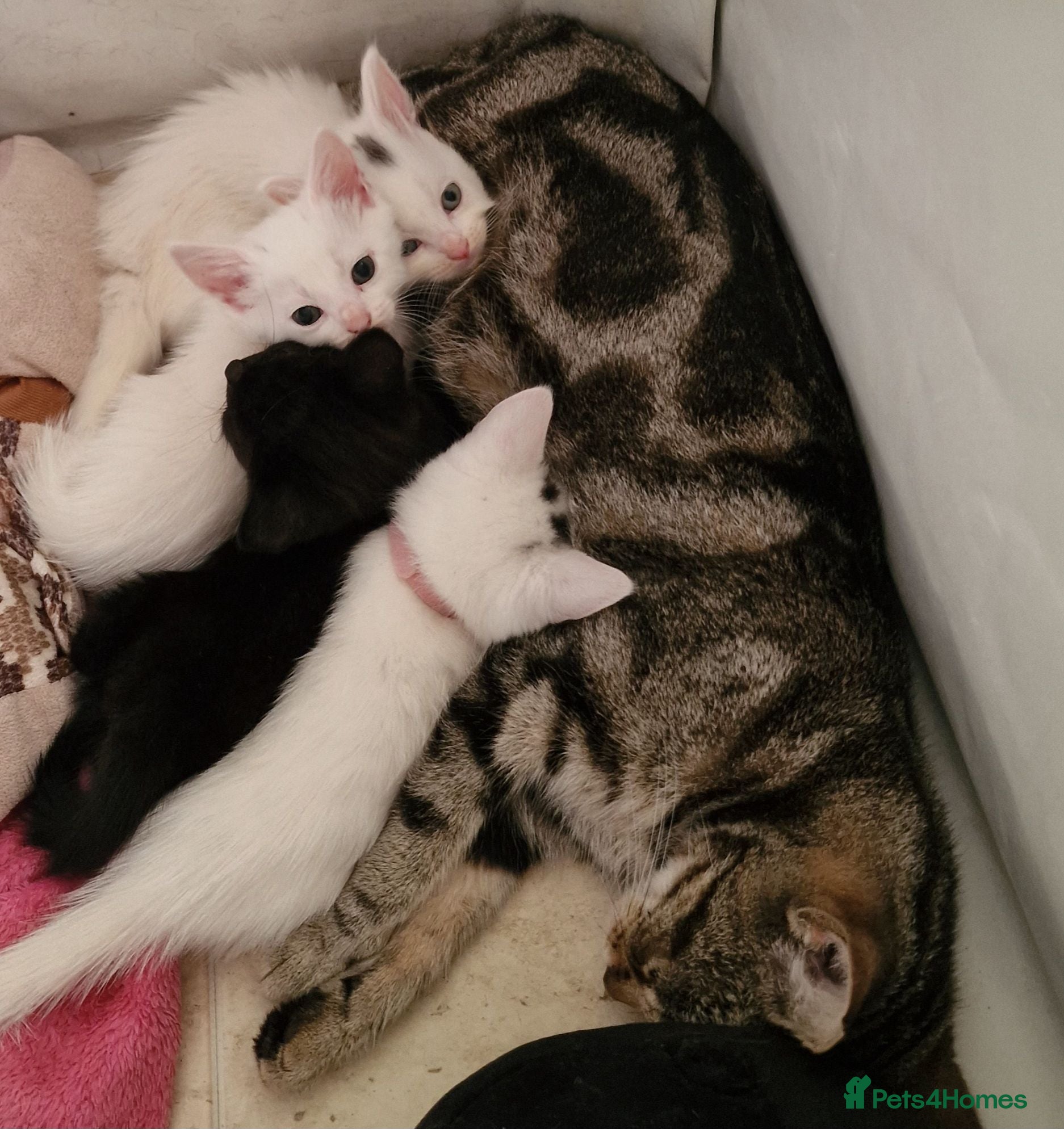Mixed Breed cats Lovely kittens  - Advert 1