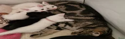 Mixed Breed cats for sale: Lovely kittens  - Advert 2