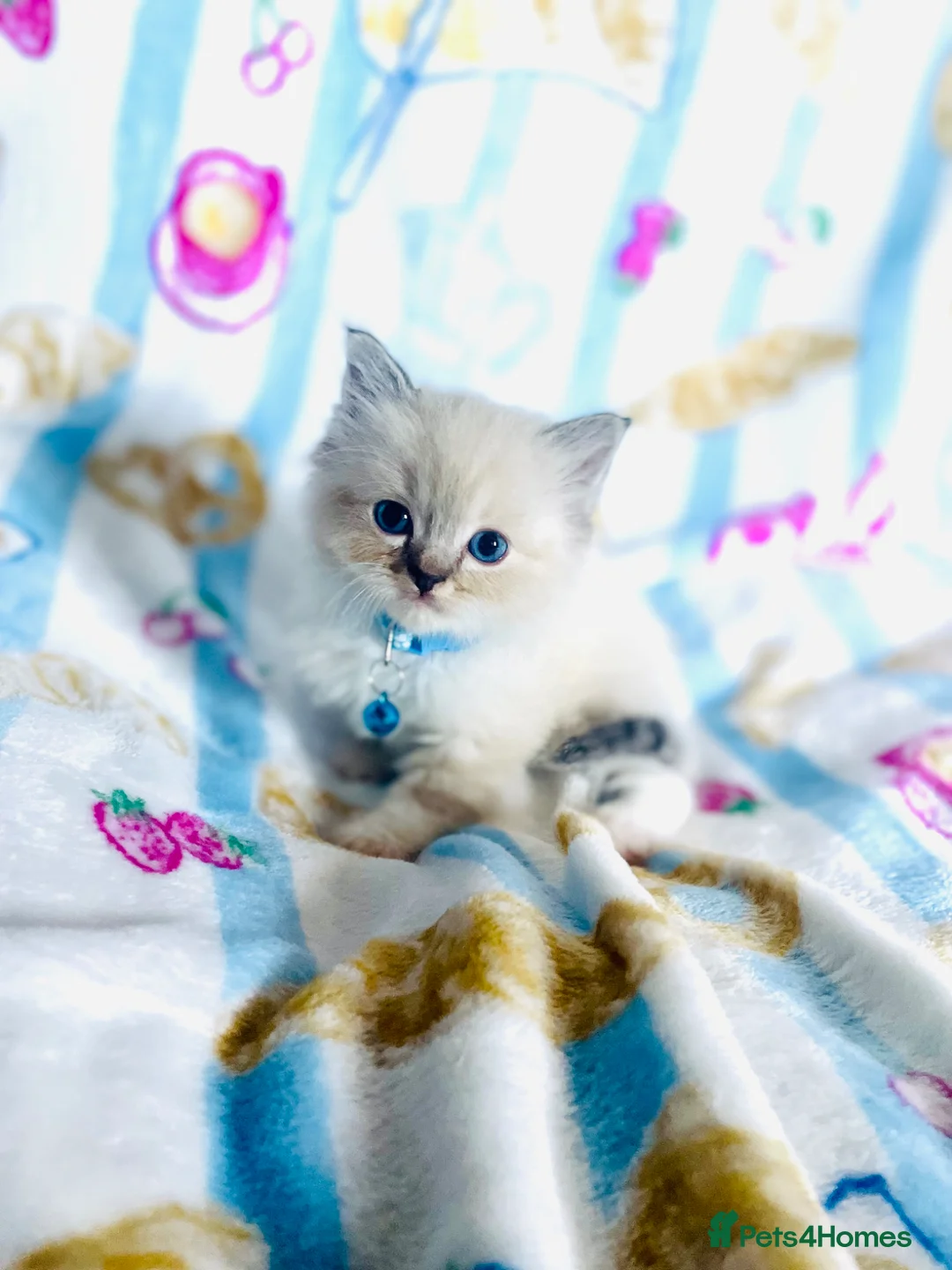 Ragdoll cats for sale: Gorgeous pure-bread ragdolls ( certificates+ docs) - Advert 2