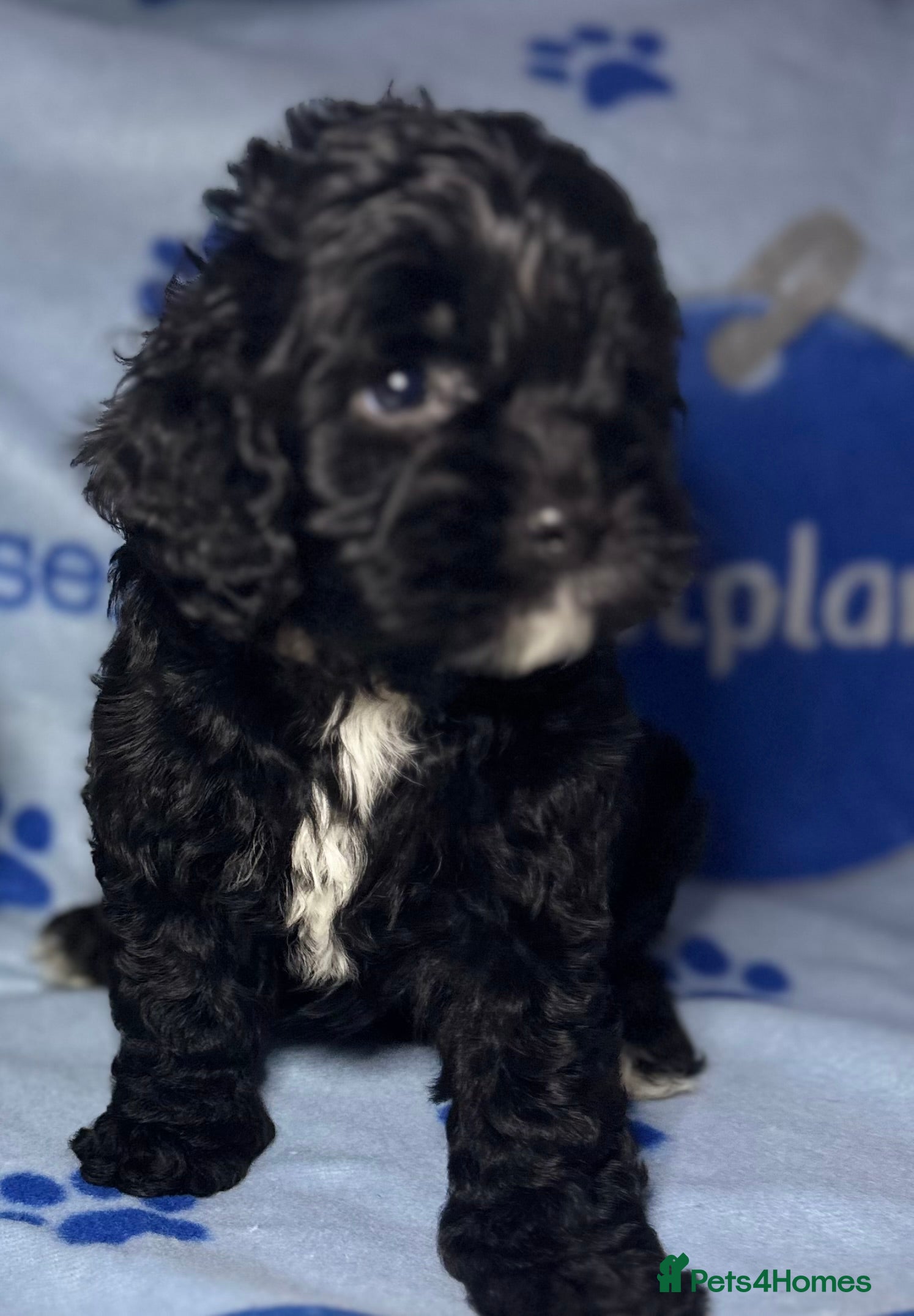 Cockapoo dogs Cockerpoo puppies READY NOW! - Advert 2