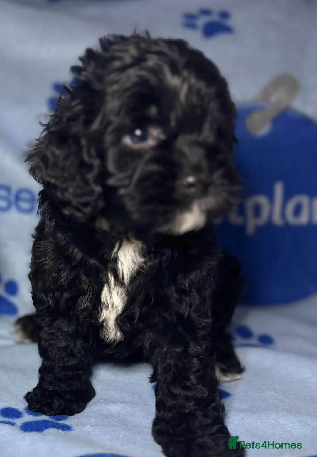 Cockapoo dogs for sale: Cockerpoo puppies  - Advert 38