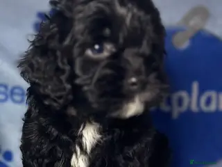 Cockapoo dogs Cockerpoo puppies READY NOW! - Advert 2