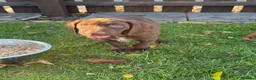 German Shorthaired Pointer dogs for sale: German Shorthaired Pointer puppies  - Advert 18