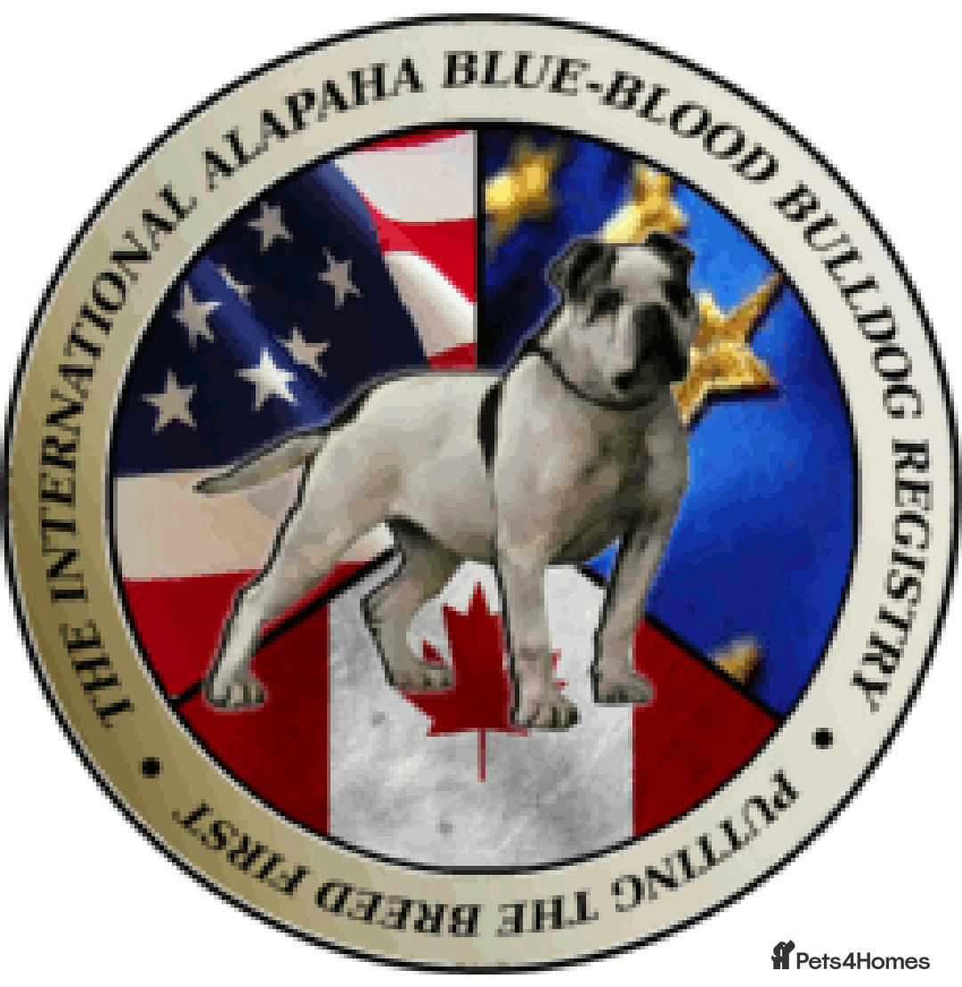 Alapaha Blue Blood Bulldog dogs for sale: ALAPAHA BLUE BLOOD BULLDOGS  - Image 8