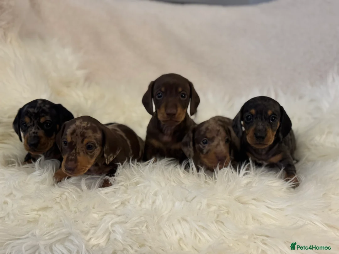 Miniature Dachshund dogs for sale: KC registered Miniature Dachshund puppies - Advert 4