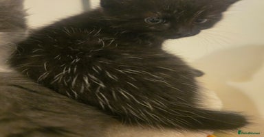 Mixed Breed cats - Advert 7
