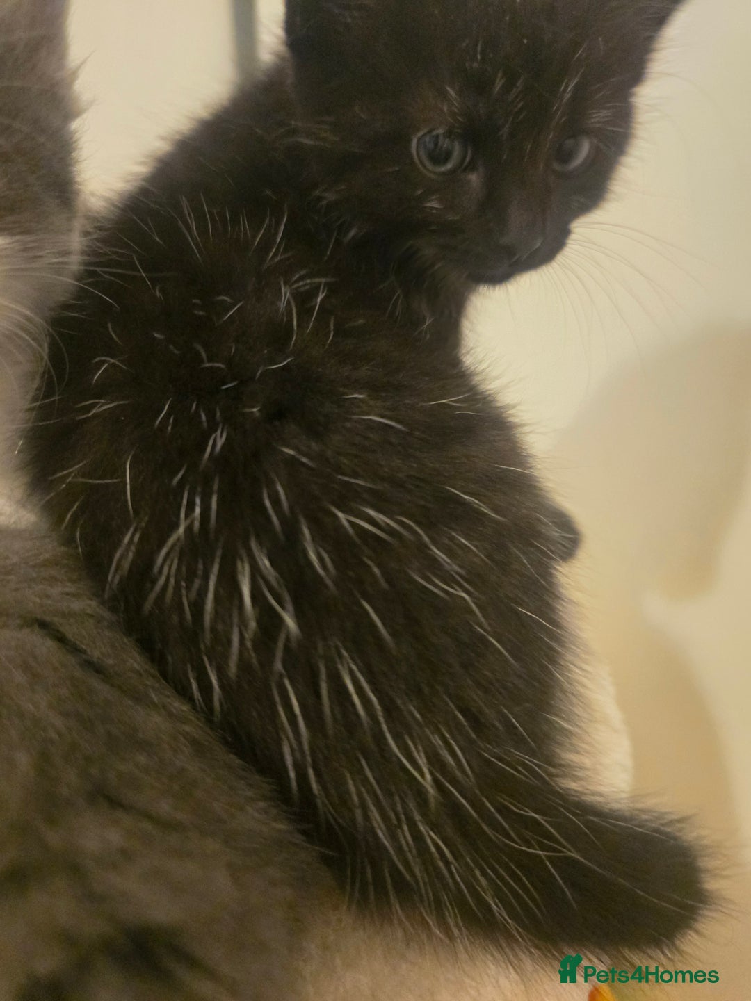 Mixed Breed cats for sale: Must be viewed stunning kittens - Image 2