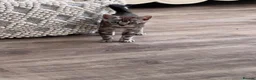 Bengal cats for sale: Tica Registered Bengals  - Advert 20