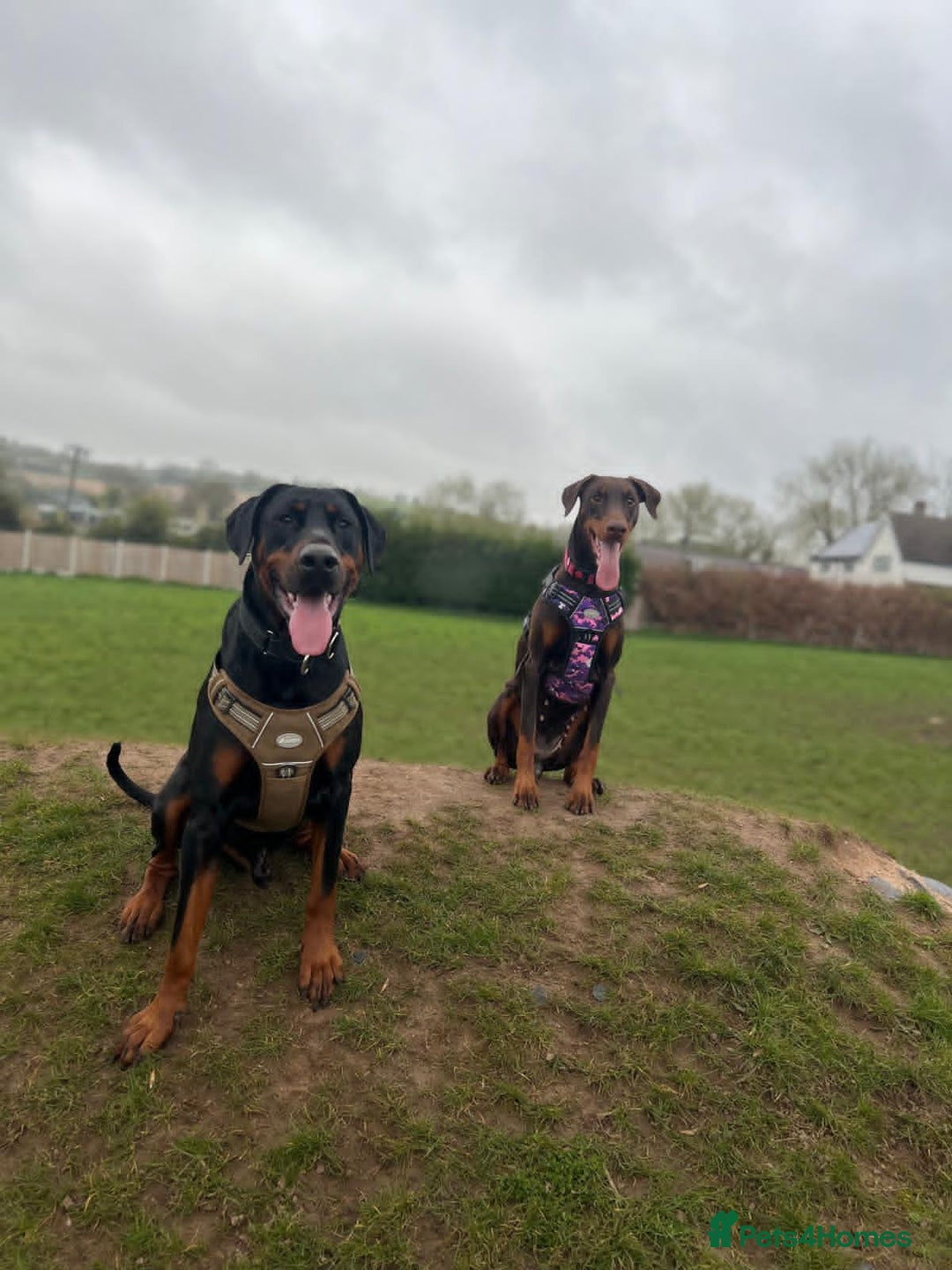 Dobermann dogs for sale: Litter of 9 beautiful Doberman puppies - Advert 3