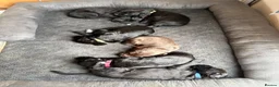 Mixed Breed dogs for sale: Doberdoodle Puppies – Ready for forever Homes! 🐾 - Advert 8